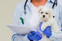 Futuravet - Pronto Intervento Veterinario 24 ore s